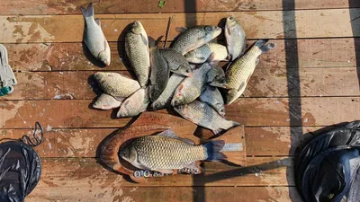 고삼지 최 상류권 포인트 독보적인 조황입니다.