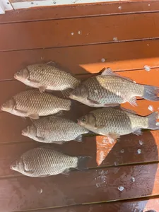 송전지 제일좌대 조황입니다.