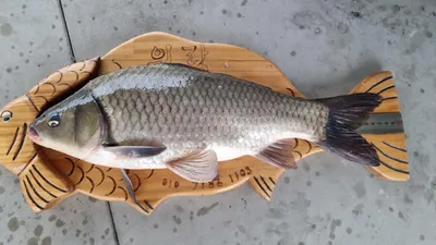 아산 명품 월랑낚시터  3월 세째주 조황화보입니다...^^