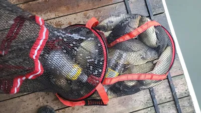 힐링 수곡낚시터 좌대할인 및 대물붕어 시상 / 대호만 토종붕어 대량방류