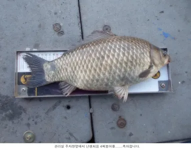 수십년낚시에 처음잡은 4짜토종붕어....