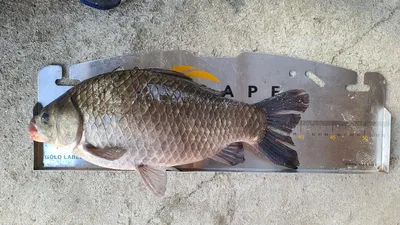 양평 수곡낚시터 가을 국화 전시회 및 조황 이야기