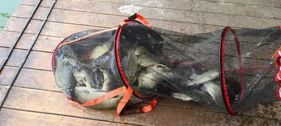 여름휴가 양평 수곡낚시터 주초 월요일 조황 및 금일 붕어방류