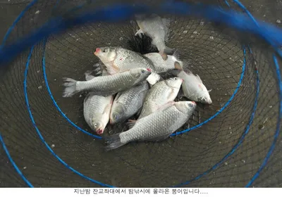 신봉지의 지난밤 조황입니다....