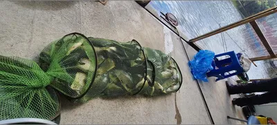 힐링 수곡낚시터 월,화 주초조황 괜찬았으며 오늘 붕어 방류 