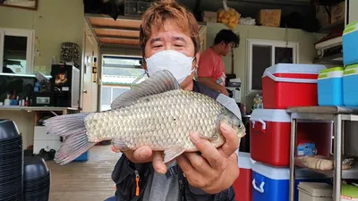 고삼지 양촌좌대 마리수 조황입니다.
