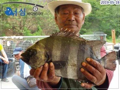 5월18일 어심바다낚시터조황 