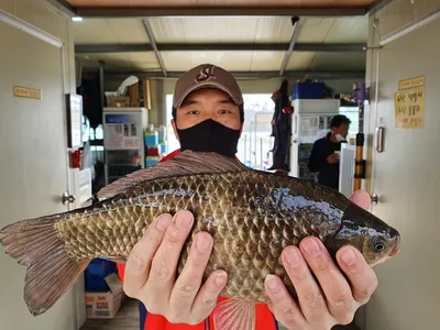 고삼지 상류권 덩어리붕어의 움직임!!