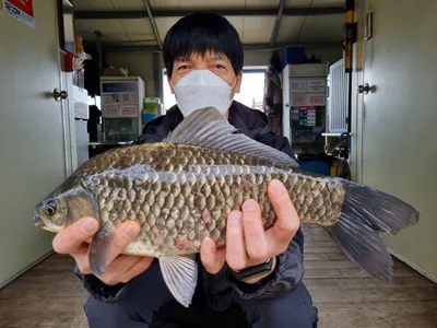 고삼지 상류권 조황입니다.