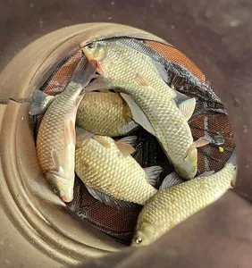 송전지 제일좌대 조황입니다.