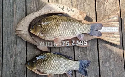 고삼지 가을 막바지 시즌 사짜조황!!