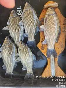 화곡낚시터 조황정보 