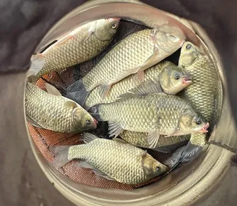 송전지 제일좌대 조황입니다.