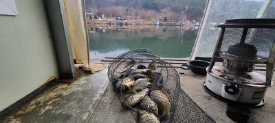 설명절 연휴 힐링 수곡낚시터 조황 및 붕어 방류 안내