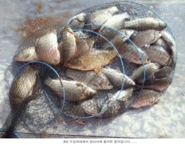 오늘은 시원한 입질을 하고 있습니다...