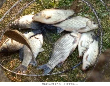 어쩐일로 오늘은 오전 낚시에....