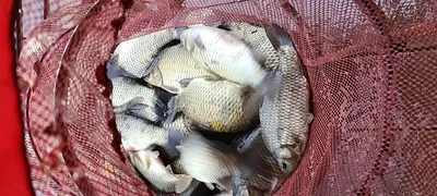 양평낚시터 붕어낚시 수곡낚시터 주초 호조황 이며 비피해 없으시기 바랍니다