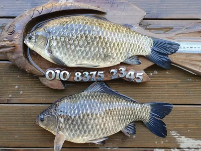 고삼지 산란임박!! 사짜붕어 조황입니다