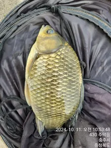 화곡낚시터 조황정보