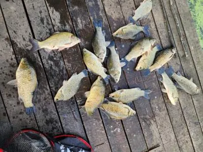 배수없는 항곡낚시터소식입니다.