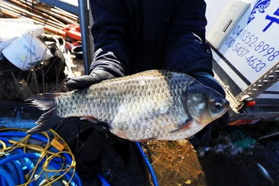 안성 두메낚시터 3월14일 조황안내. 