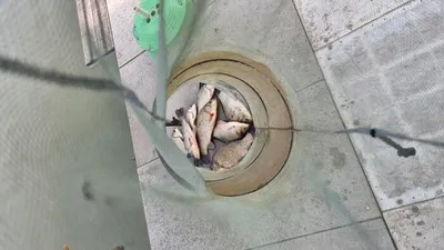 아산 명품 월랑낚시터 9월 첫번째 조황 화보입니다...^^