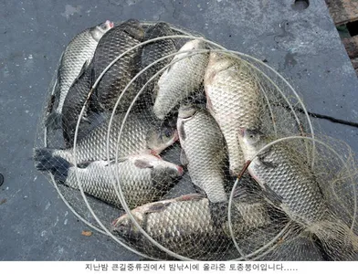 신봉지 방류도하고 조황도 올리고....