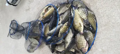 힐링 여름휴가 피서낚시 수곡낚시터 중복날 일요일 조황