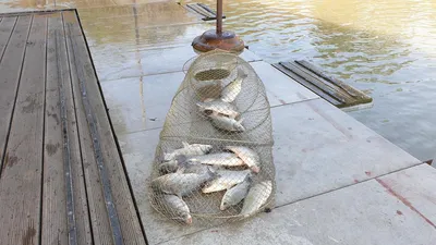 아산 명품 월랑낚시터 10월 마지막조황이야기입니다...^^