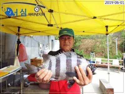 6월01일어심바다낚시터조황 