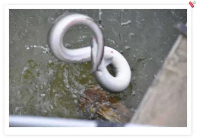 [유일낚시터] 추석 연휴에도 유일은 돌아갑니다,~~! ^*^