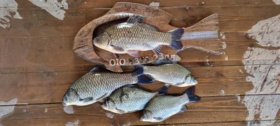 고삼지 수위 안정화에 조황정보입니다.