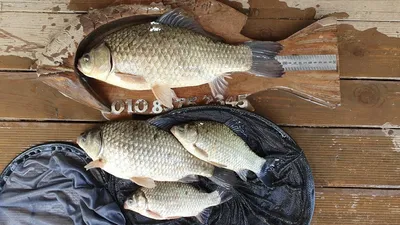 시즌 달라기중!! 사짜조황입니다.