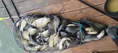 9월 둘째주 양평 수곡낚시터 태풍속에서 조황 및 오늘 붕어 방류 완료