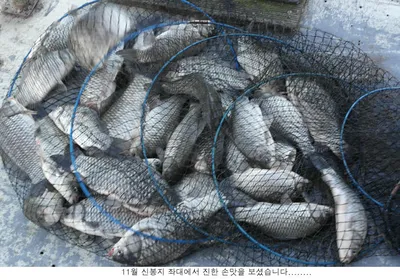 11월 첮 주말 이런 조황이....