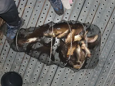 힐링 양평수곡낚시터 2월 마지막주 주말 조황, 붕어 방류