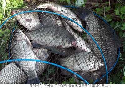 토종터 신봉지 지난밤 조황입니다....