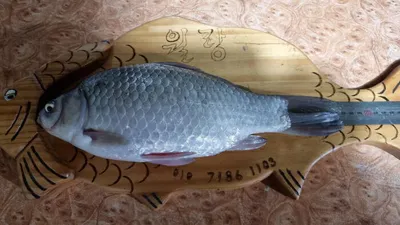 아산 명품 월랑낚시터 12월 겨울이야기입니다...^^