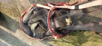 6월 넷째주 주중반 양평 힐링 수곡낚시터 조황