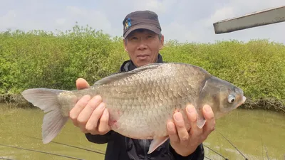 붕어조황도 안정권!! 수위도 안정권!!