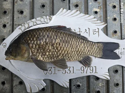 용담대물낚시터 