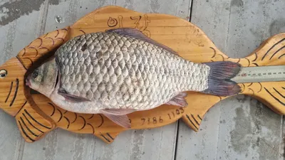 아산 명품 월랑낚시터 9월 두번째 조황 화보입니다...^^