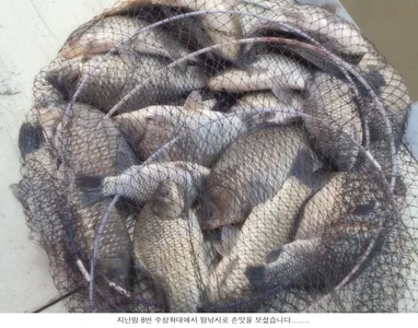 신봉지의 지난주말 조황입니다...