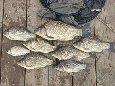 고삼지 양촌좌대 중류권 사짜붕어 소식입니다.