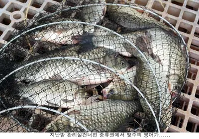 장마철 신봉지는 이런조황을....