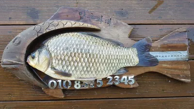 고삼지 상류권 사짜붕어의 손맛!!