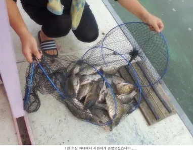 붕어가 시원하게 입질을해 줍니다....