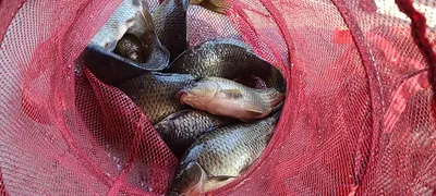 힐링양평 수곡낚시터 주중반 조황 및 오늘 붕어 방류 완료