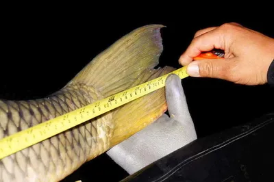 때깔좋고 힘좋은 잉어 구경하세요!^^