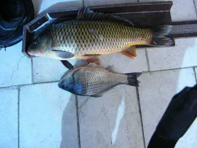 자갈섬좌대 ★조황입니다